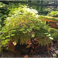 Кислица на пне. :: Валерия Комова