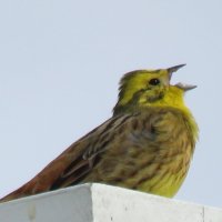 овсянка :: ИРЭН@ .