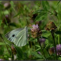 Лето это маленькая жизнь :: Aleksandr Gal