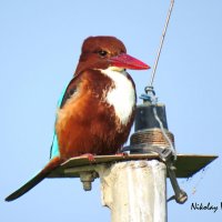 Белогрудый зимородок :: Николай Волков