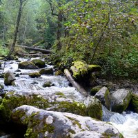 Таёжными тропами :: Татьяна Лютаева