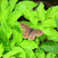 Крылышки с пятнышками) :: Татьяна Лютаева