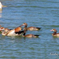 Нильские гуси :: Николай Волков