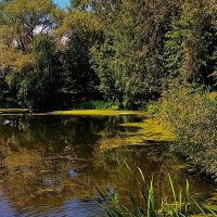 Лето :: Тамара Вебер