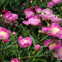 Пионы :: Рита Симонова