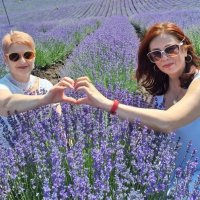 лаванда цвіте :: Степан Карачко