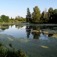Барский пруд :: Александр Ильчевский 