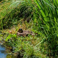 Кряква :: Варвара 