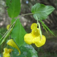 Недотрога :: Anna Ivanova Недотрога :: Anna Ivanova