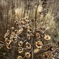 Сухоцвет :: Sergey Xranitel