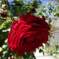 "Красота помогает обрести и восстановить гармонию в жизни !" :: Галина 