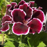 Королевская пеларгония :: Freddy 97