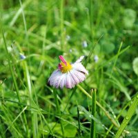 После дождя :: AleksSPb Лесниченко