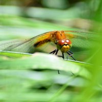 Засада :: Геннадий Супрун