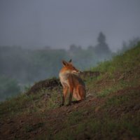 * :: Александр Иванов