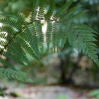 Гербарий :: Наталья Rosenwasser Гербарий :: Наталья Rosenwasser