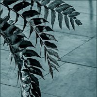 Живая и мертвая природа :: Наталья Rosenwasser