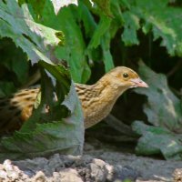 коростель :: gawrilа - dan