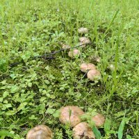 Свинушки в московском дворике :: Валерий Судачок