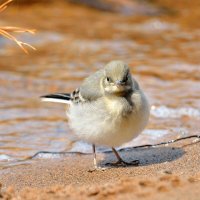 *** :: Александр Зуев
