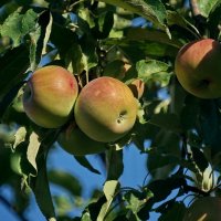 Кубанские яблоки... :: Николай Саржанов