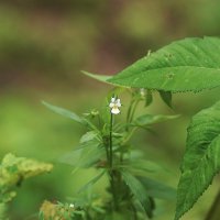 Лесная фиалка :: Татьяна Тюменка