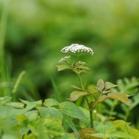 Сныть обыкновенная :: Татьяна Тюменка Сныть обыкновенная :: Татьяна Тюменка