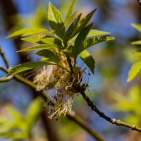 Весенние листочки :: Светлана SvetNika17 Весенние листочки :: Светлана SvetNika17