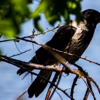 Ворона :: Светлана SvetNika17 Ворона :: Светлана SvetNika17