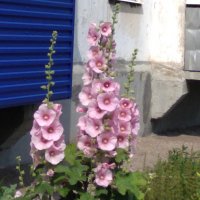 Июнь. :: Венера Чуйкова Июнь. :: Венера Чуйкова