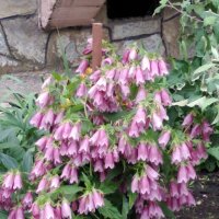 Лето. :: Венера Чуйкова