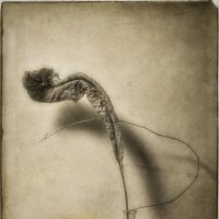 *** :: Oleg Rastorguev