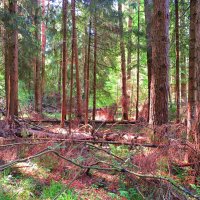В хвойном лесу :: Андрей Снегерёв