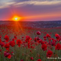 маки Ставрополья :: Александр Богатырёв