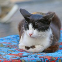 сладок сон дневной :: Andrey Bragin 