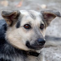 Портретъ незнакомки :: Олегъ Петрович