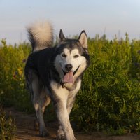 Ярик. :: leff Postnov Ярик. :: leff Postnov