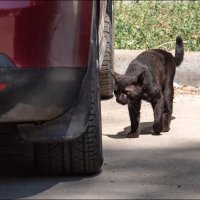 Чёрная кошка :: Александр Тарноградский Чёрная кошка :: Александр Тарноградский