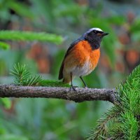 Горихвостка :: Ната Волга Горихвостка :: Ната Волга