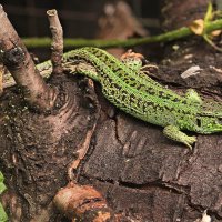 на солнышке... :: Александр Герасенков