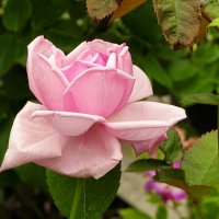 Городские цветы. :: Милешкин Владимир Алексеевич 