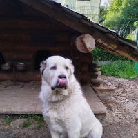 Алабай Тимоша. :: Ольга Довженко