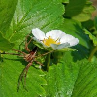 Филодромус непарный, самка! :: Елена Хайдукова  ( Elena Fly )