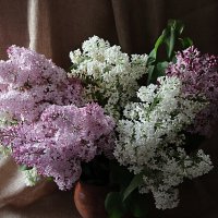 Свет и тень :: Любовь Сахарова