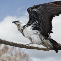 Бородач :: SanSan 