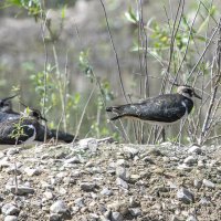 чибис :: юрий макаров