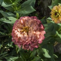 Циния :: Валентин Семчишин