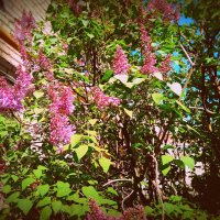 Цвет весны. :: Владимир Драгунский