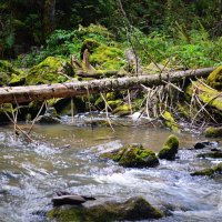 Тайга прителецкая :: Татьяна Лютаева