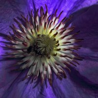 Клематис :: Юрий Гайворонскiий